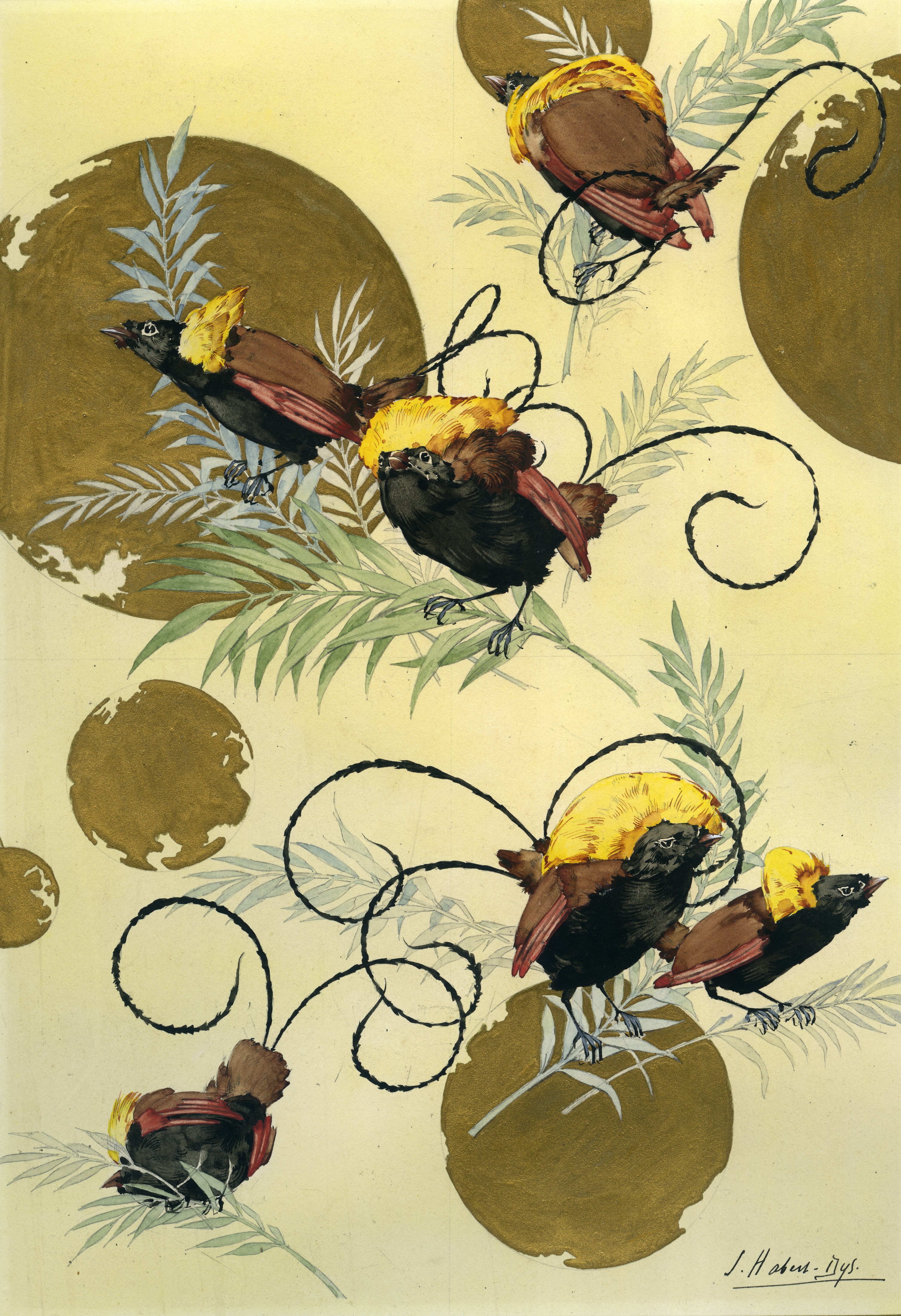 Illustration for Caprices Décoratifs: Oiseaux de paradis [Birds of Paradise]